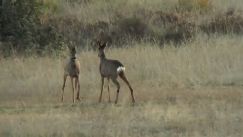 Duelo de corzos en el ocaso (Roe deer duel at sunset)