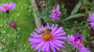 How bees collect nectar to make honey | bee collecting flowers honey | Animal World | Insecta