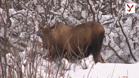 Moose has 6 feet tall antlers - Here are 10 interesting facts about Moose