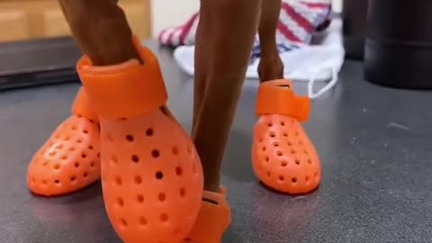 TailPipe's new crocs
