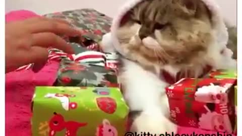 Cat jealous of your gifts