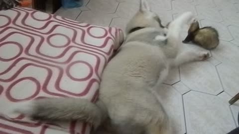 A Husky puppy and ferret are best friends