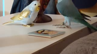 Zeus the Parrot Flirts with Porcelain
