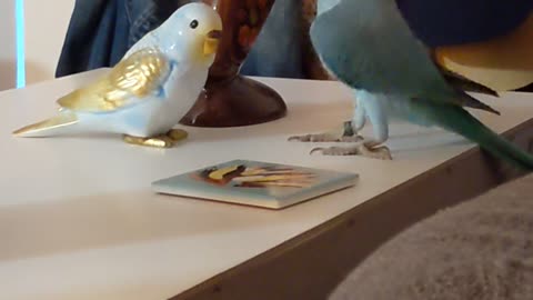 Zeus the Parrot Flirts with Porcelain