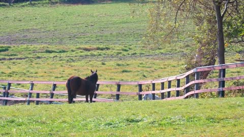 5 MINUTES of BEAUTIFUL THOROUGHBRED HORSES