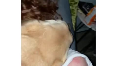 Dog hugs his owner