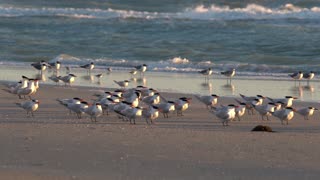 Royal Terns Line Up on the Beach