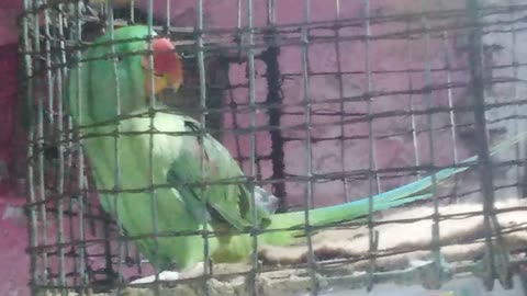 Koptal perrot bird 2023 video