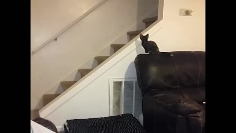Cat slides down a railing