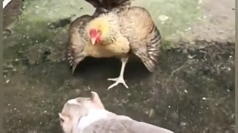 See it A Very Angry But Funny Fighter Dog🐕 Encounter with Calm Chicken #4😆😆