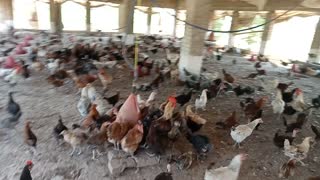 Small poultry farm