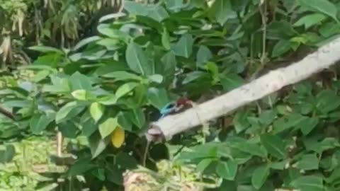 Amazing Kingfisher bird catching a baby snake