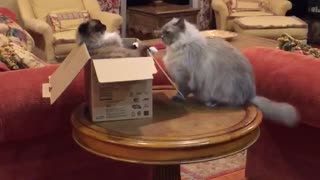 Gatos dejan su amistad de lado por el dominio sobre una caja de cartón