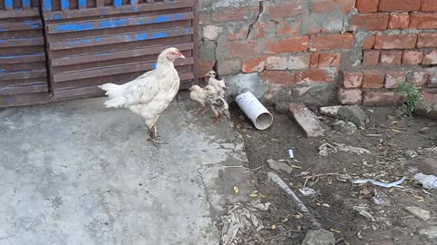 Hen with Chicks