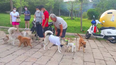 Mischievous pups engage in playful brawls when owner exits the room