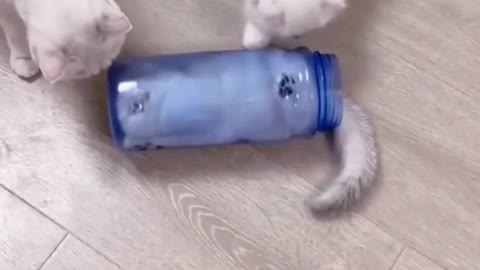 Funniest Dogs And Cats Videos- Best Funny Animal Videos 2022