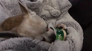 Dog tries its hardest to reach the bottom of yogurt