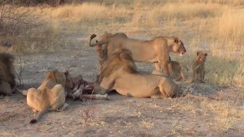 LIONS VS HYENAS - Clash of Enemies