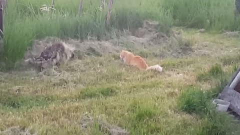 Giant porcupine casually walks past uninterested cat