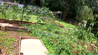 Garden update summer 2023