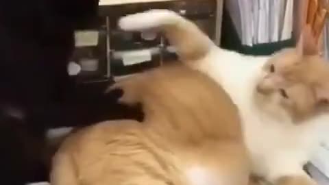 Two funny cats moments