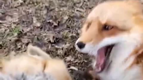 Fox laugh funny animal moments