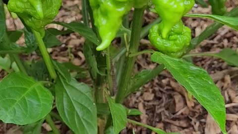 Orange Ripple Peppers - This Plant Is Loaded!!