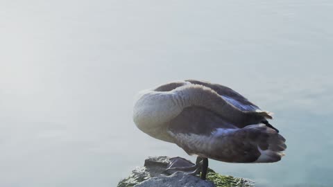 A swan preening its feathers