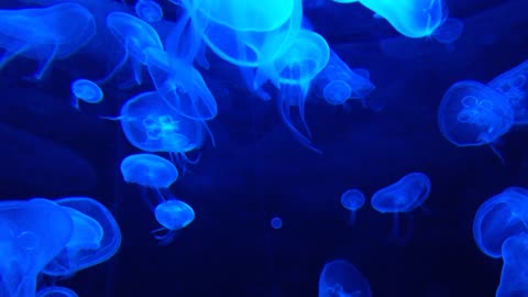 Mesmerizing Dance of Blue Jellyfish: A Stunning Underwater Spectacle