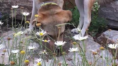 Kota sniffing the flowers