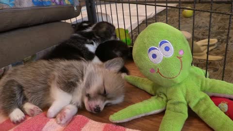 Adorable corgi sleeping with pet