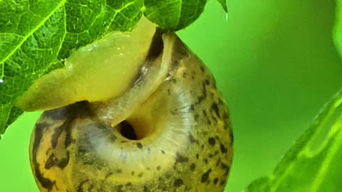 Close-up of a snail on a leaf.