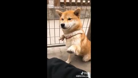 FUNNIEST DOG VIDEO .WILL MAKE YOU LAUGH,,,