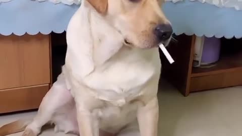 Dog is funny video and cute video