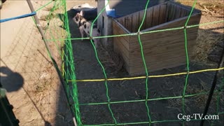 Graham Family Farm: Harold's First Morning Outside