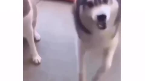 Dog has got moves😁