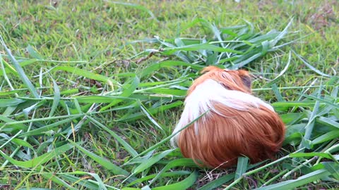 cute guinea pig on the grass.