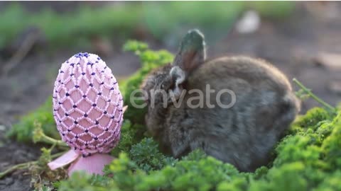 Adorable Bunnies