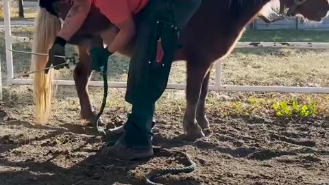 Pregnant pony was so aggressive and got worse after she gave birth, until...❤️