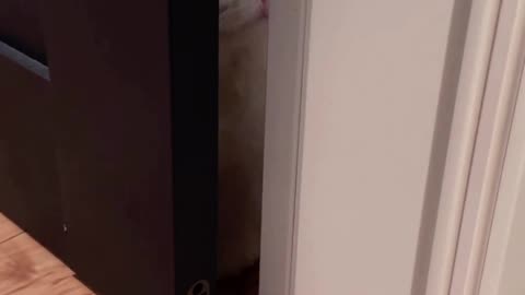 Smart cat open door