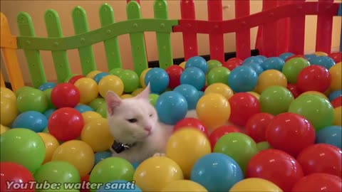 Funny cute cat activity