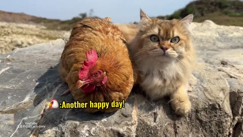 incredible‼️The hen asks the kitten to take her on an outdoor adventure trip_--So funny and cute_