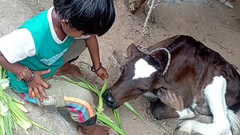 🤓Baby Girl👮‍♀️Play With Cow🐮