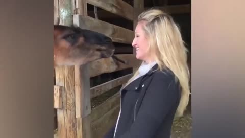 Camel Spitting on woman | Hilarious animals | Kissing animals gone wrong