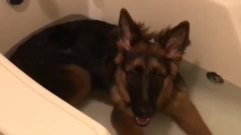 German Shepherd puppy robs owner of bath time