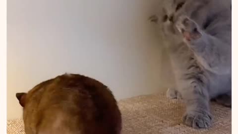 Cat And Rat Full Fun Video gone viral