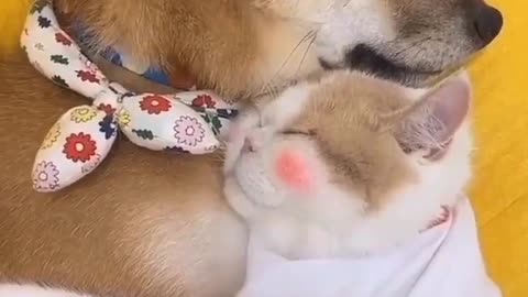 Sleeping dog and cat together and having fun together