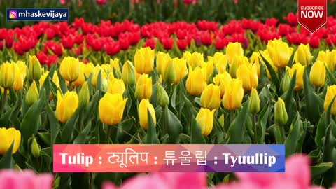 Flowers in Korean Learn Korean Flower Name Korean Names Of Flowers in Hindi Korean Vocabulary