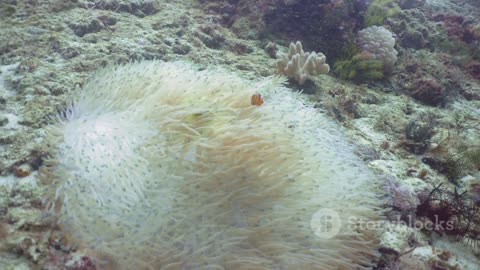 The Aquatic Alien: Exploring the Mysterious World of the Anglerfish