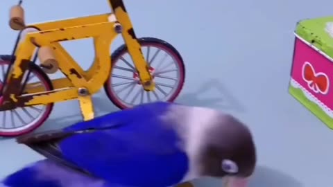 Funny bird with nice song